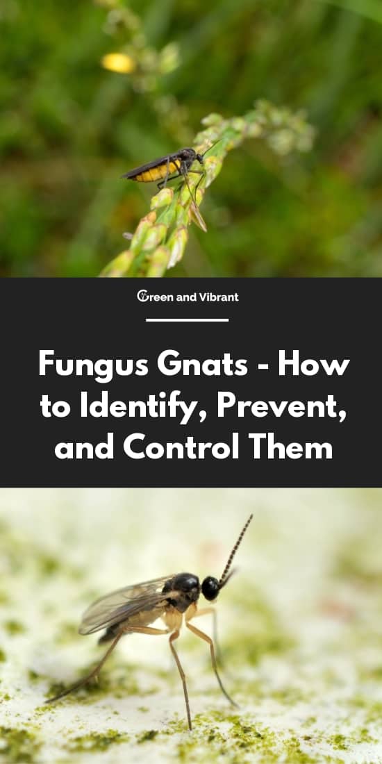 Fungus Gnats - How to Identify, Prevent, and Control Them