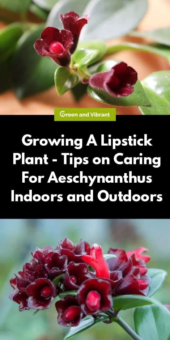 Growing A Lipstick Plant - Tips on Caring For Aeschynanthus Indoors and Outdoors