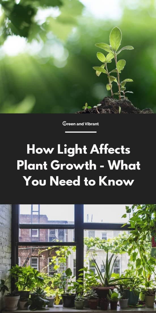 effect of sunlight on plant growth research