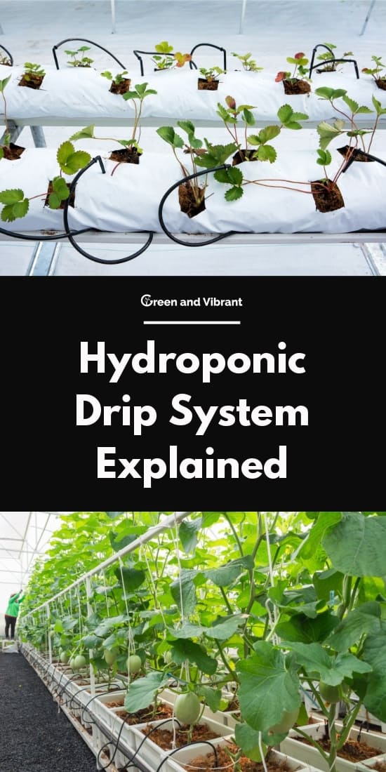 Hydroponic Drip System Explained