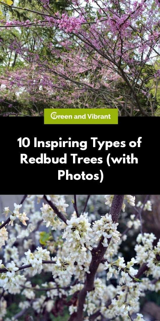 10 Inspiring Types of Redbud Trees (with Photos)