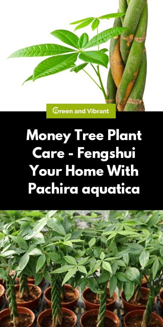 Bonsai Money Tree Meaning / Amazon Com Zaicus Seven Chakra