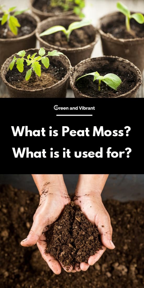 What is Peat Moss? What is it used for?