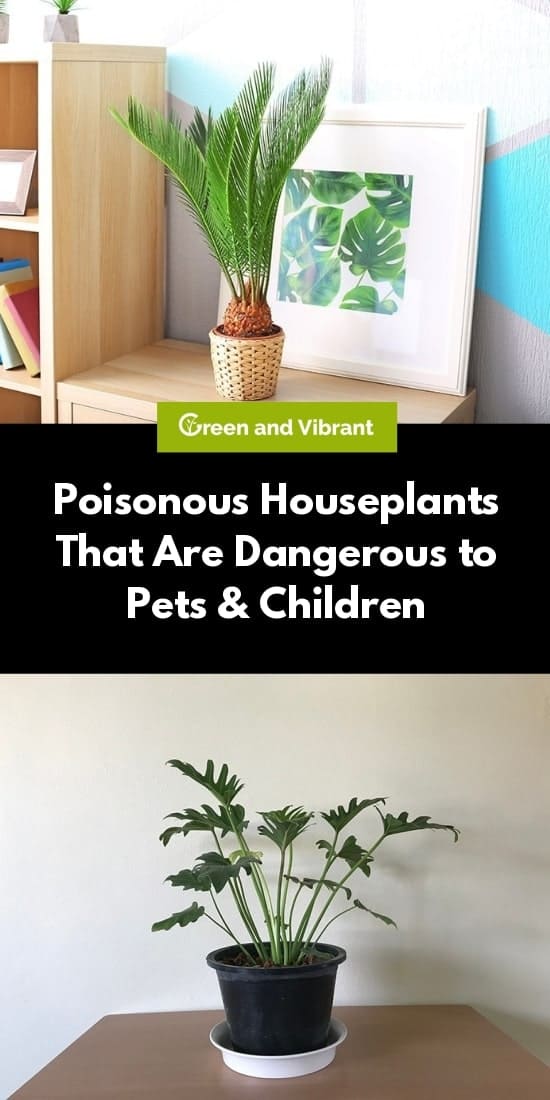 Poisonous Houseplants That Are Dangerous to Pets & Children