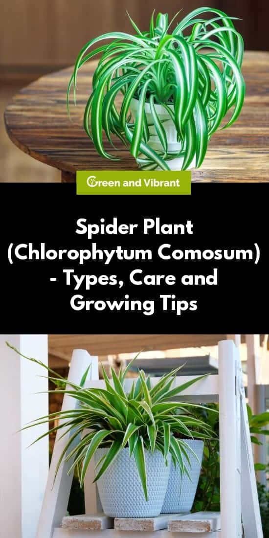 Spider Plant (Chlorophytum Comosum) - Types, Care and Growing Tips