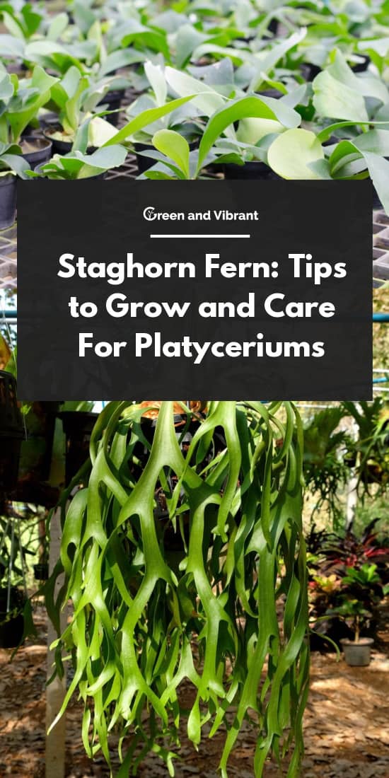 Staghorn Fern - Tips To Grow And Care For Platyceriums