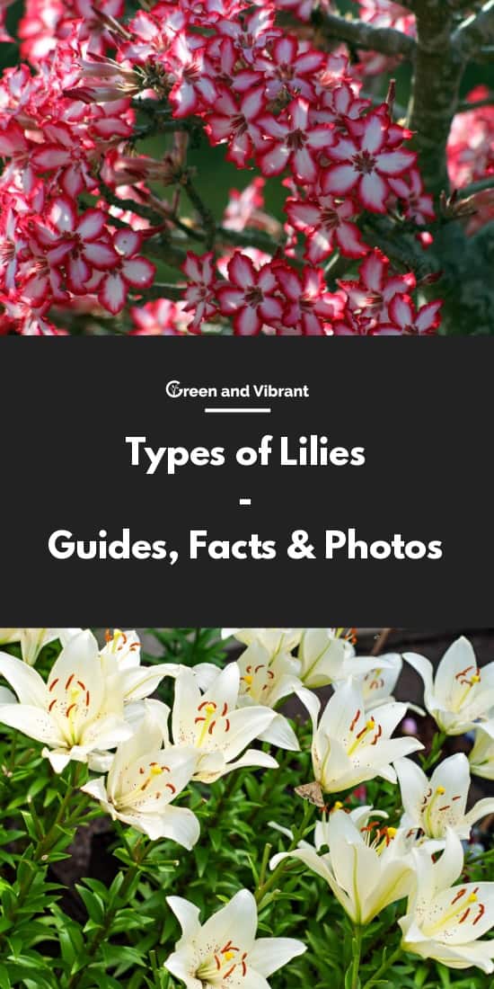 Types of Lilies - Varieties, Facts & Photos | Trees.com