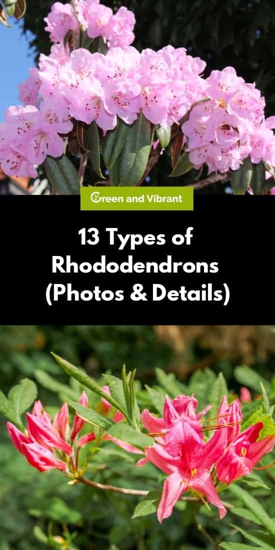 13 Types of Rhododendrons (Photos & Details)
