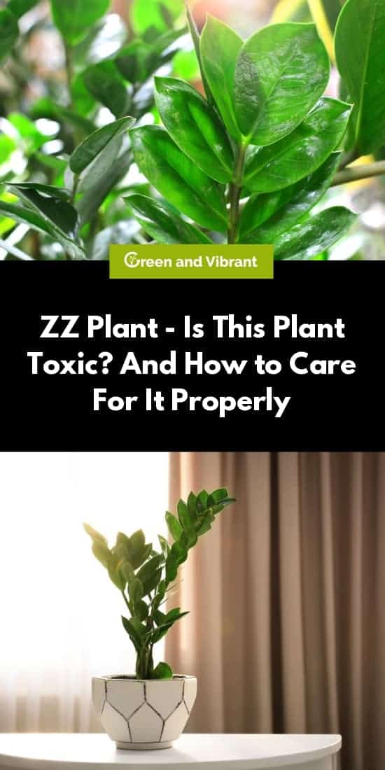 ZZ Plant - Is This Plant Toxic? And How to Care For It Properly