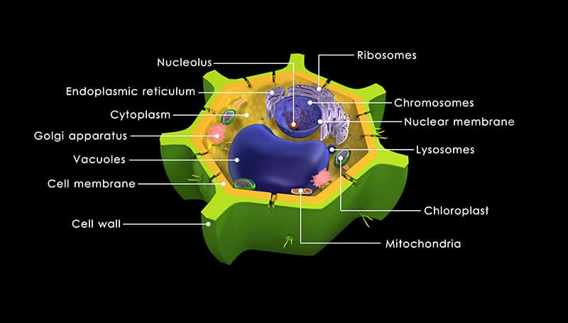 Plant cell diagram