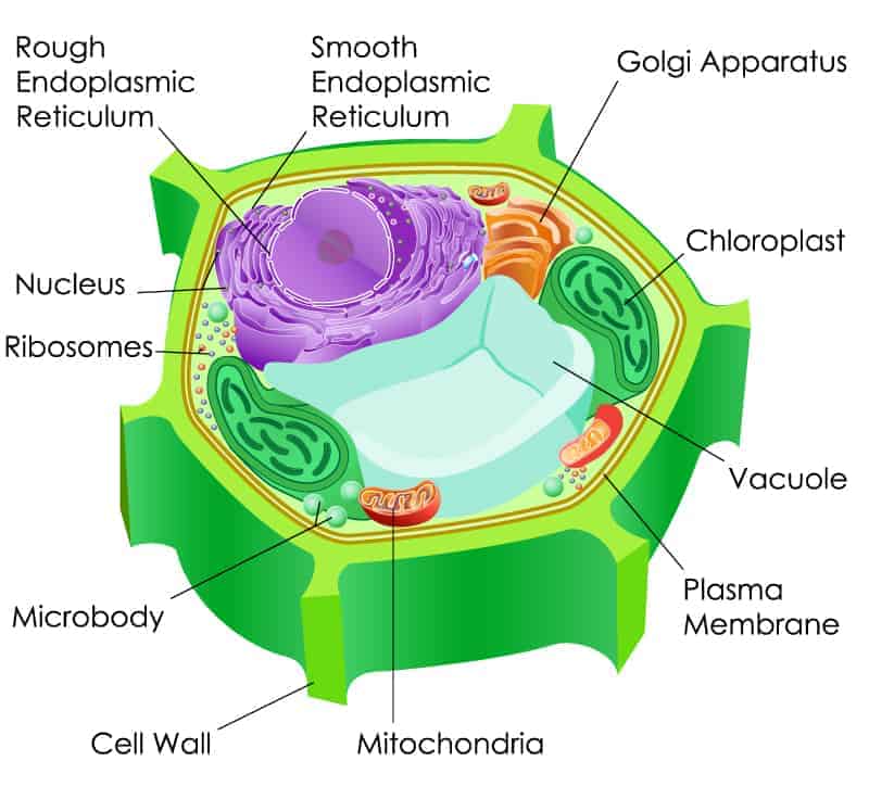 Plant Cell Diagram