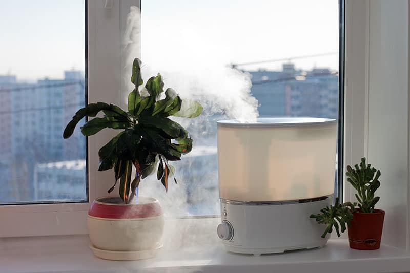 Plant Humidifier