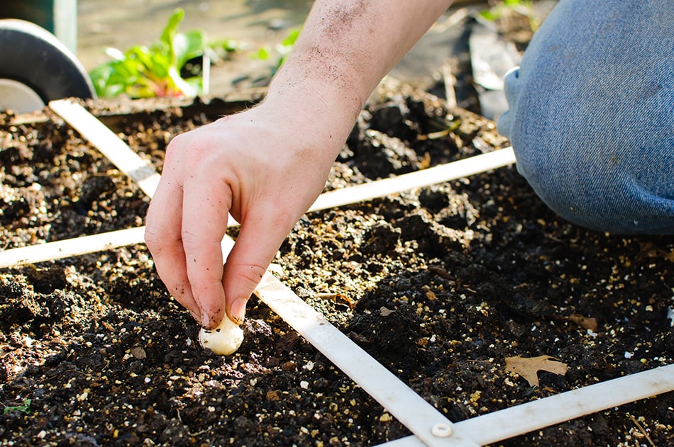 Planting the seeds