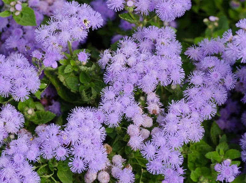 Ageratum (Flossflowers)