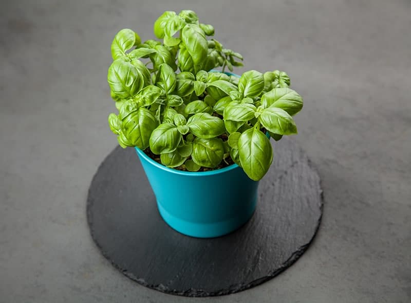 Basil