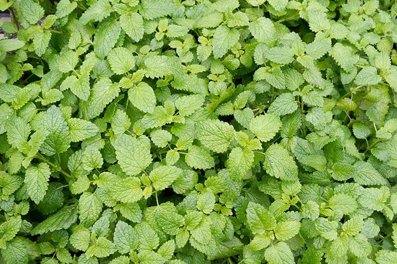 Catnip (Nepeta cataria)