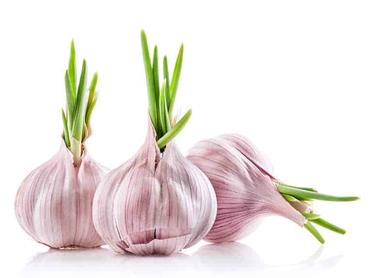 Garlic