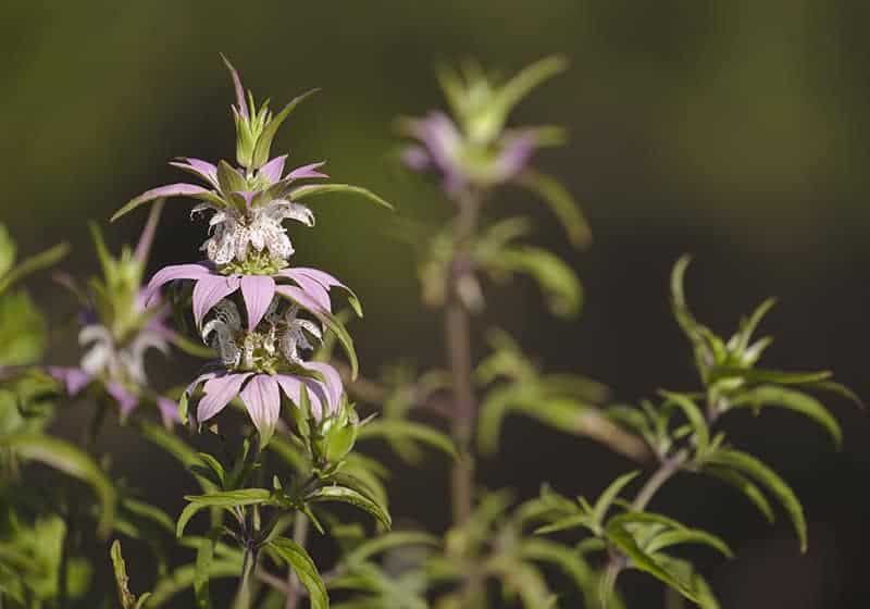 Horsemint (Monarda punctata)