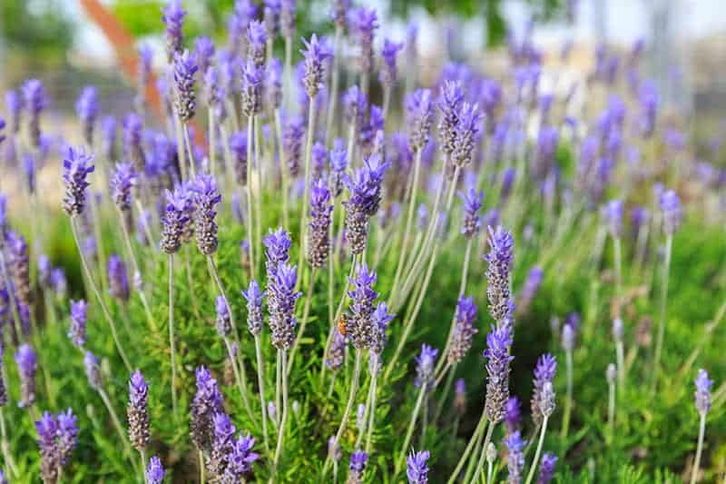 Lavender (Lavandula)