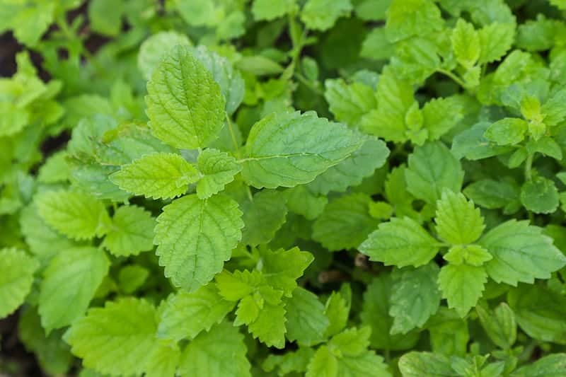 Lemon Balm