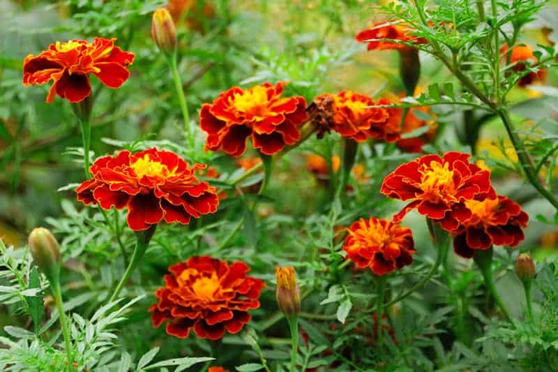 Marigolds (Tagetes)