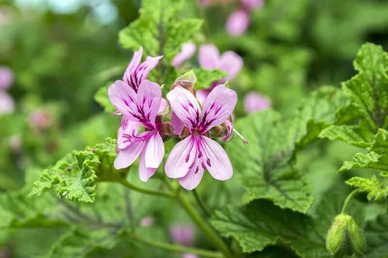 Rose Geraniums (Pelargonium)