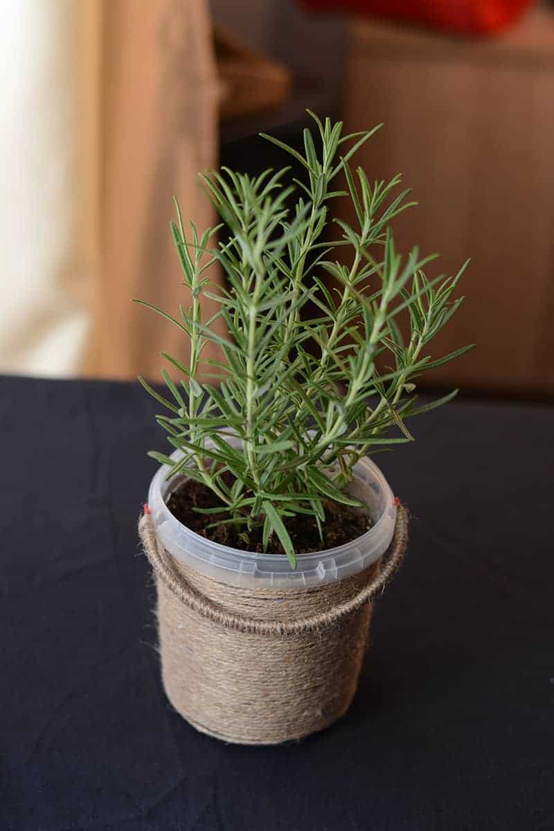 Rosemary (Rosmarinus officinalis)