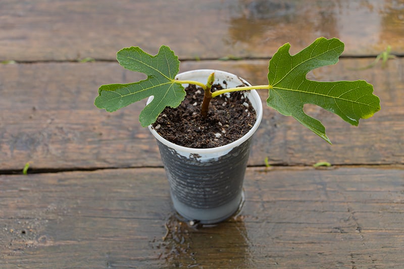 Fig tree propagation