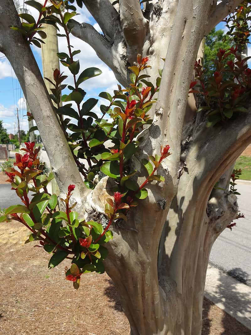 Crepe Myrtle Pruning - Why, When, and How to do It