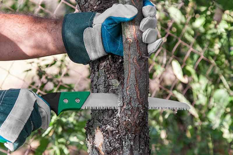 Pruning Tree