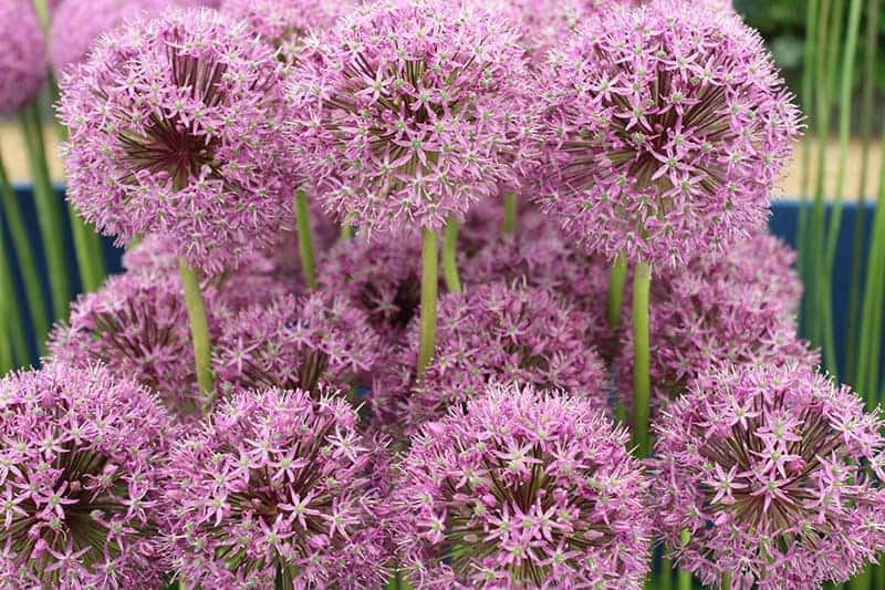 Allium 'Mars’