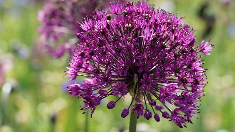 Allium ‘Purple Rain’