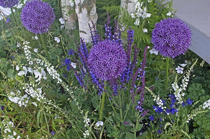 Allium ‘Purple Sensation’