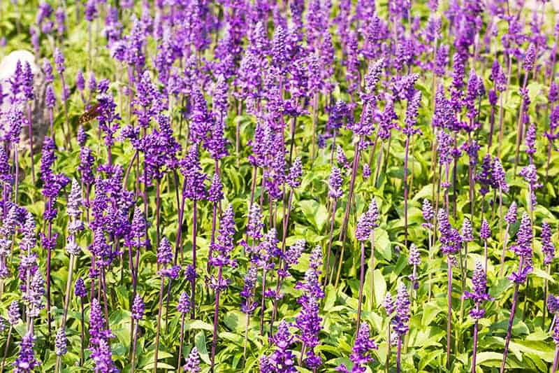 Blue salvia (Salvia farinacea)