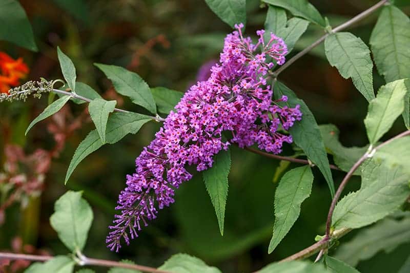 purple flowering bushes