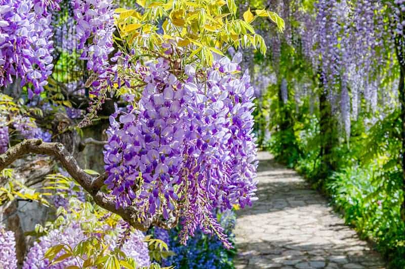 Chinese Wisteria (Wisteria sinensis)