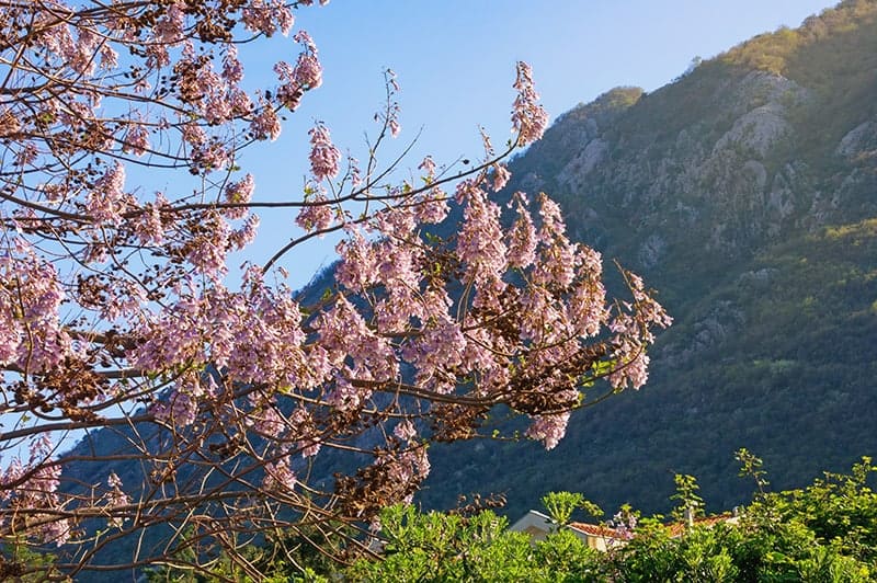 Empress Tree (Paulownia tomentosa)