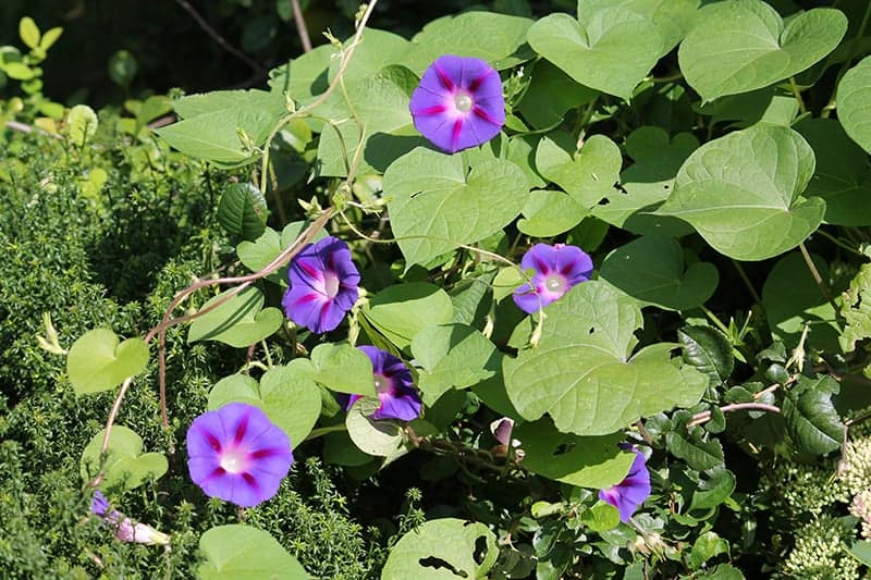 Morning Glory (Ipomoea purpurea)