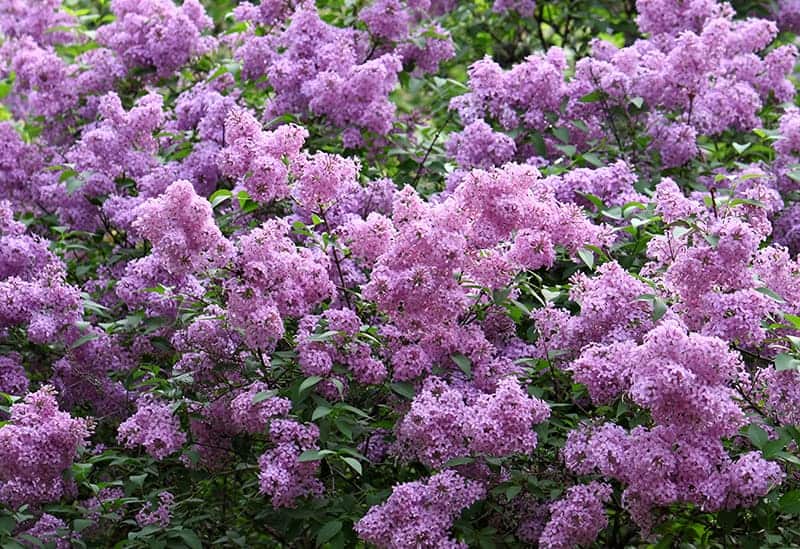 Lilac (Syringa sp.)