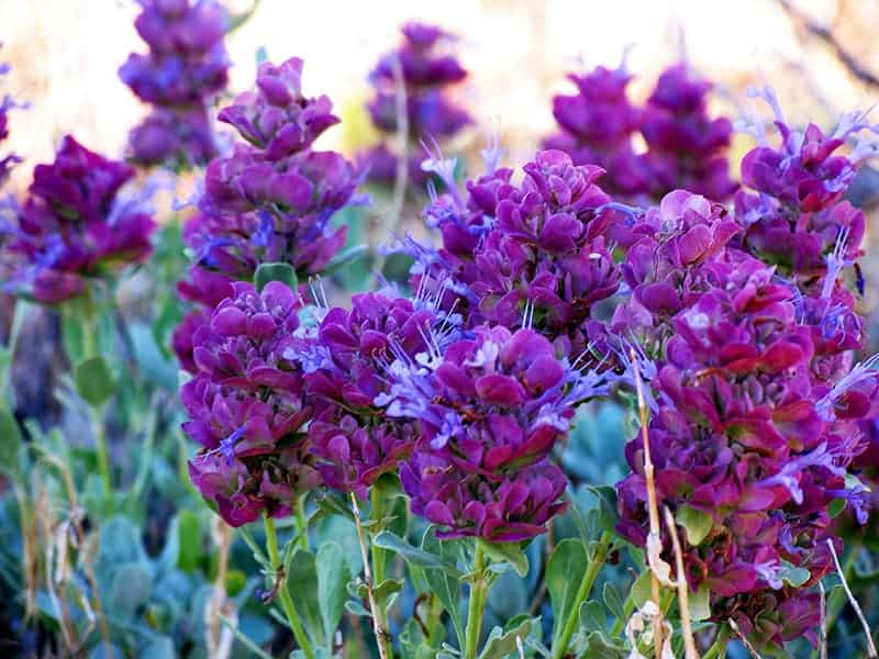 Salvia pachyphylla