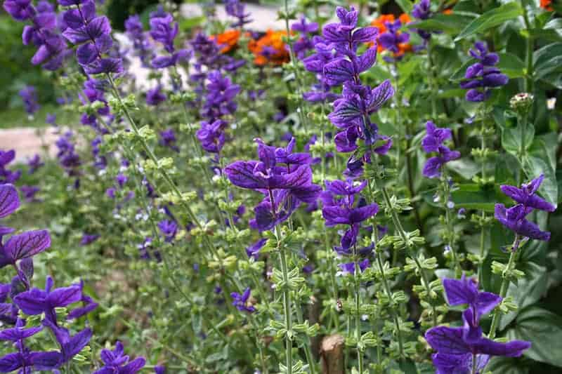 Clary sage (Salvia viridis)