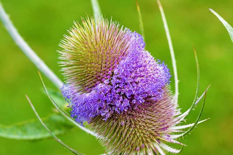 Teasels (Dipascus)