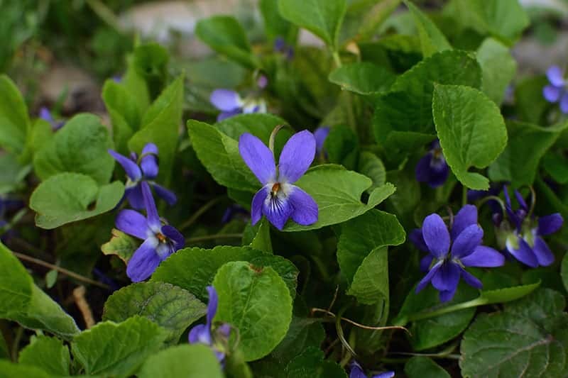 Wild Violet (Viola odorata)