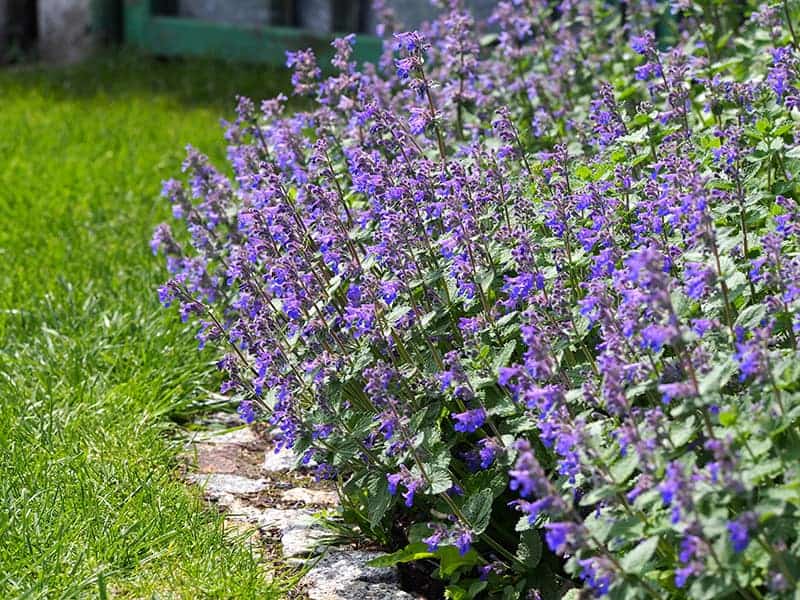 Catmint (Nepeta)