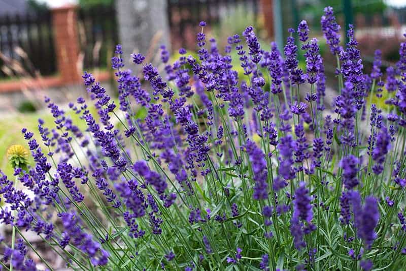 50 Plants with Purple Flowers