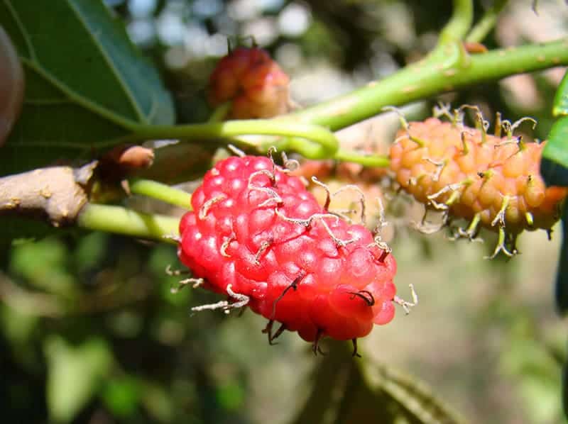 Red Mulberry - Morus rubra