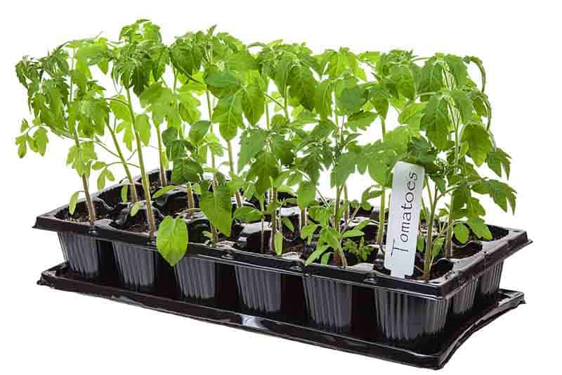 Seeding Heat Mat Seedling Thermostat Seed Germination Plant Pad Propagation Tray 