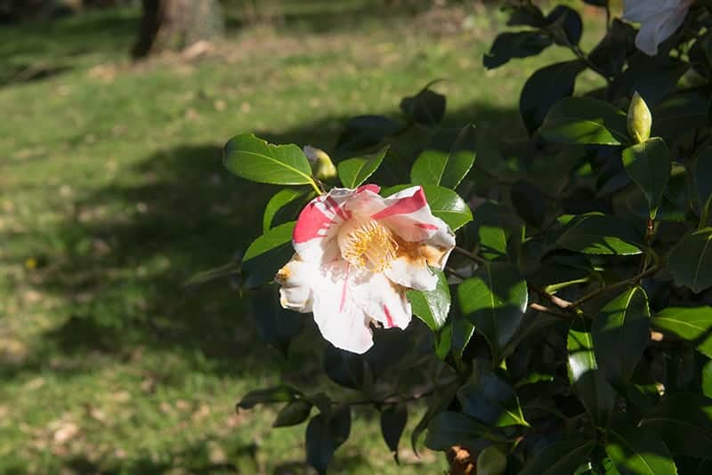 Camellia