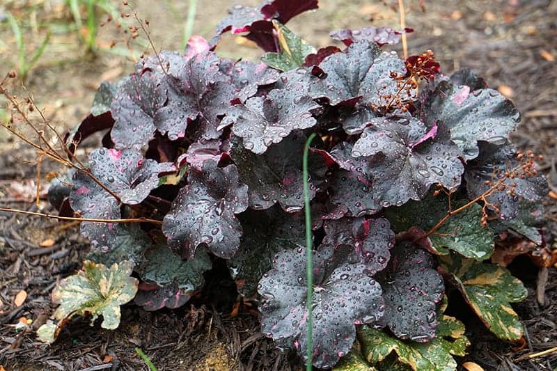 Coral Bells