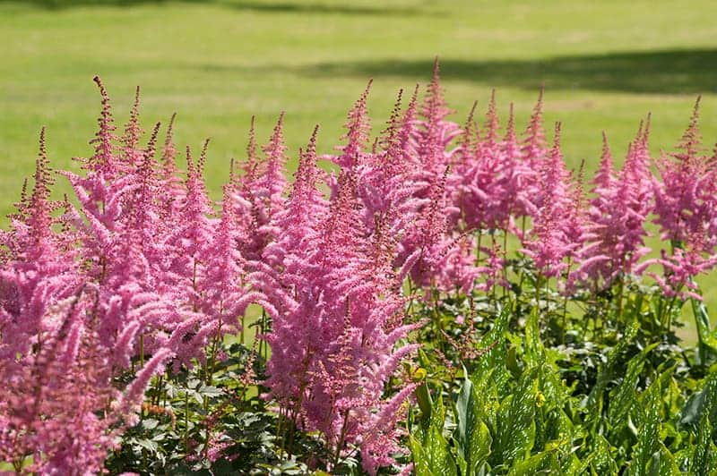 False Goat's Beard